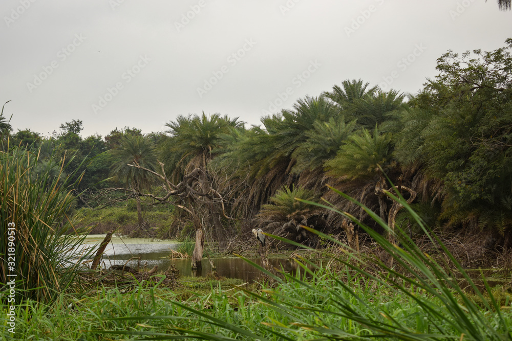 Deep Forest Jungle big trees greenery