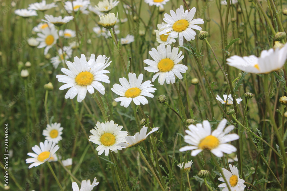 Fototapeta premium Valley of flower