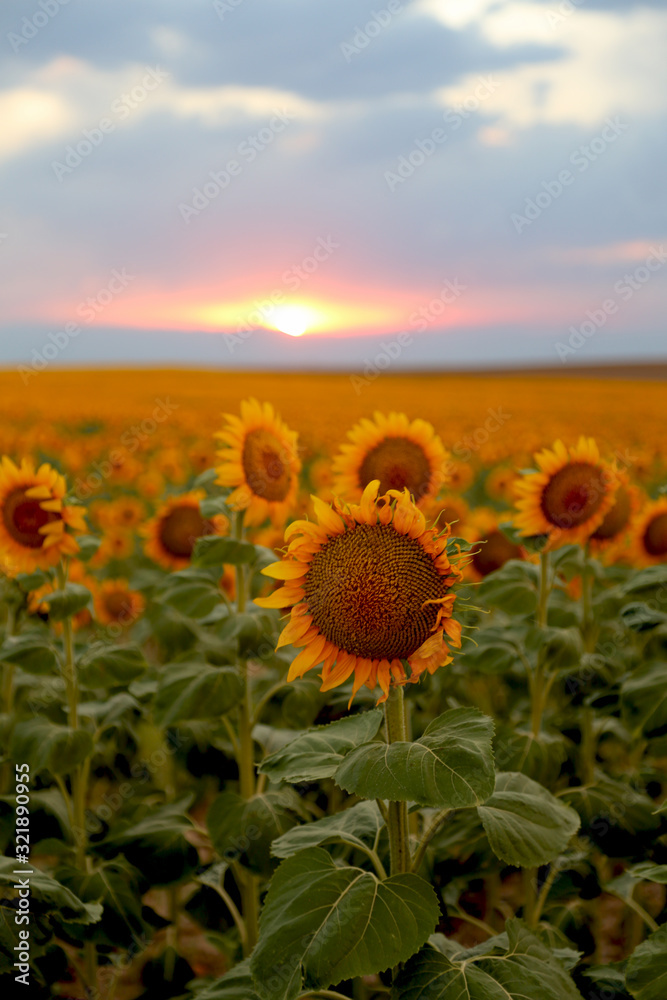 Plight of the sunflowers 