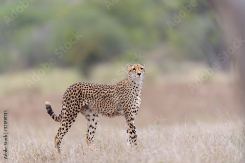 Cheetah in the wilderness of Africa  cheetah cub  cheetah mom