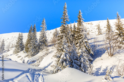 Trees in beautiful winter landscape of Gasienicowa valley after fresh snowfall, Tatra Mountains, Poland