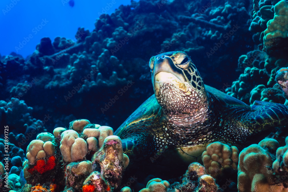 Fototapeta premium Lazy turtle