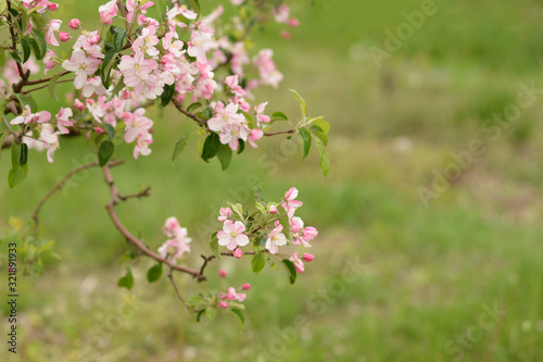 pink Apple blossoms on a background of blurred green. Spring background. Blossoming garden.