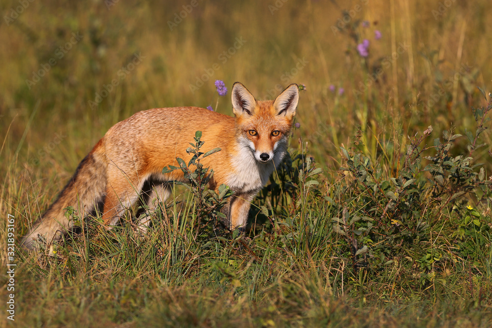 Naklejka premium Mammals - European Red Fox (Vulpes vulpes)