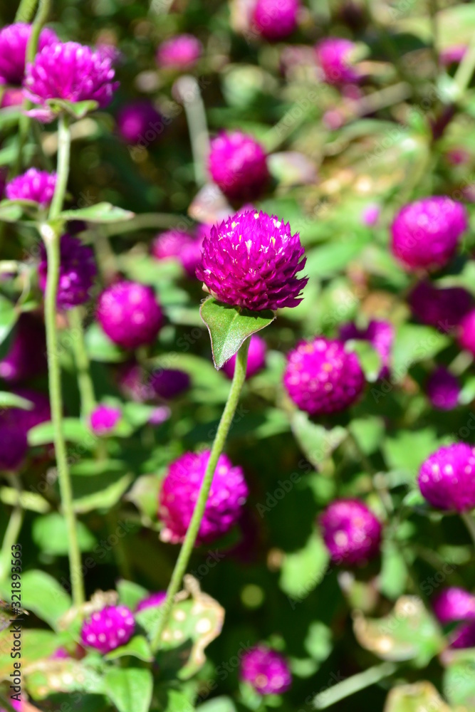 pink clover flower close-up