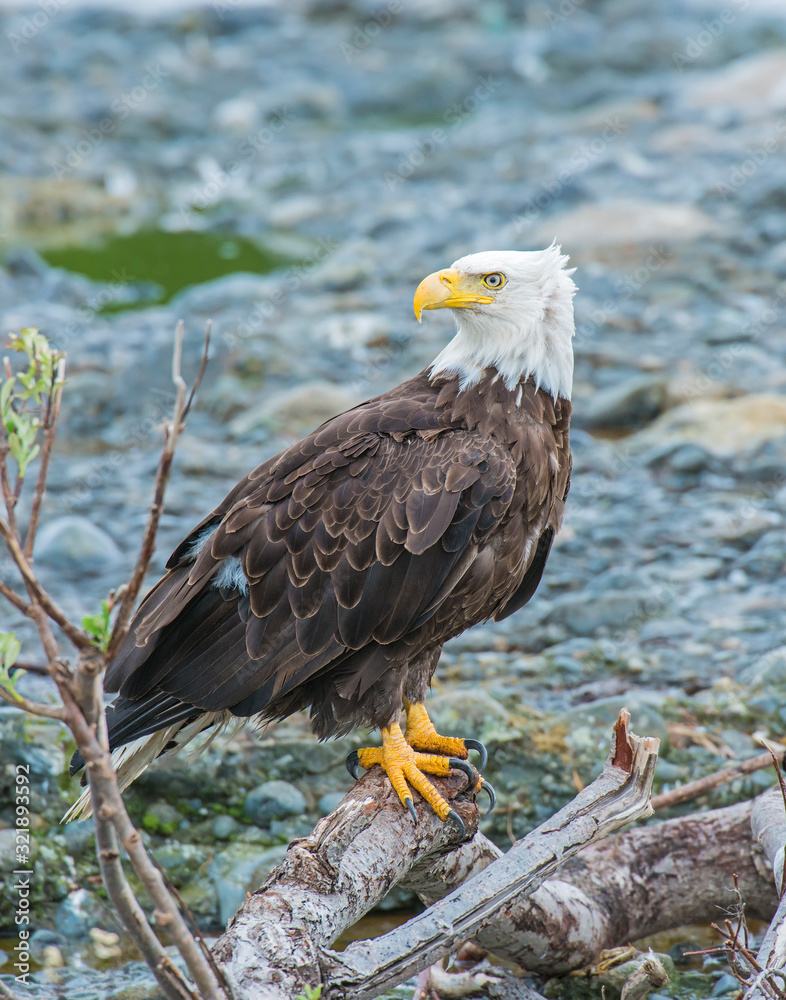 Obraz premium Bald Eagle in Alaska