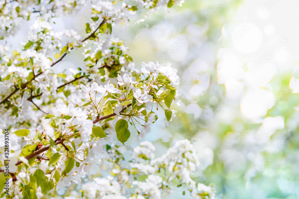 Spring nature background with blossoms apple tree branches on a soft background