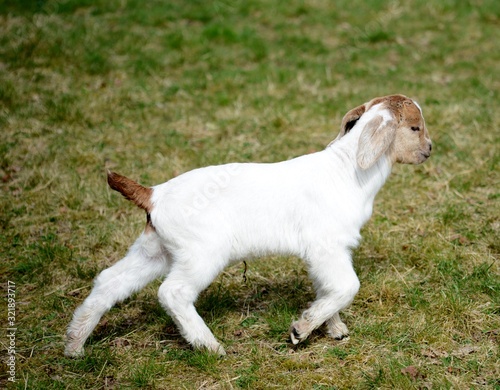 baby goat on grass