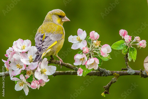 Male Eurasian greenfinch (Chloris chloris) on a blossoming branch..