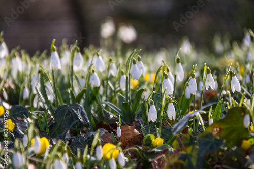 Schneeglöckchen photo