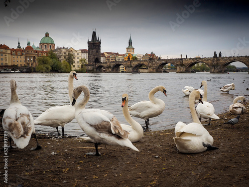 Varios cisnes de pie en la orilla del río Moldova en Praga