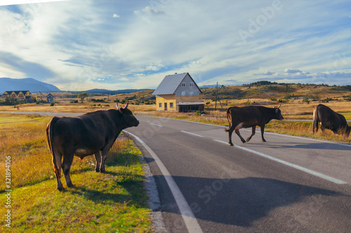 Cows crossing the road, danger to cars