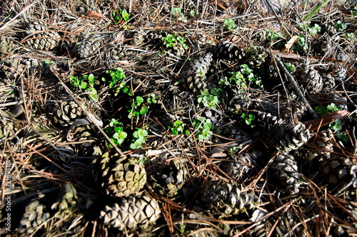 Obraz na płótnie Bush