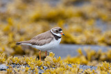 Close up side view of semipalmated plover shorebird on rocks with algae