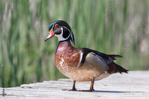 Close up of colorful male wood duck on plank walkway