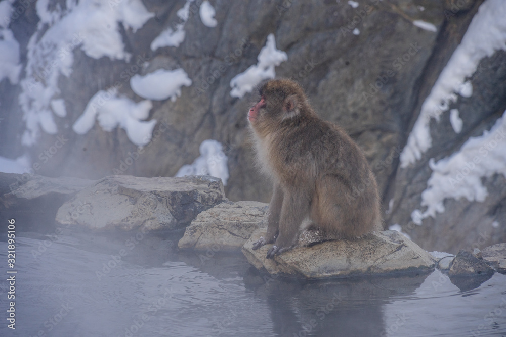 Naklejka premium Snow monkey's (Japanese Macaque) at hot spring, Jigokudani Monkey Park, Nakano, Japan