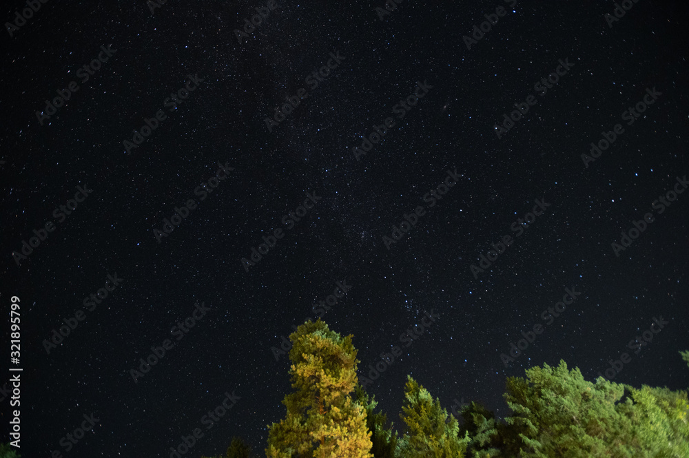 night sky in a pine forest
