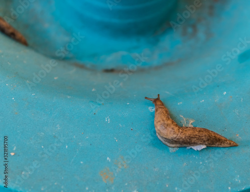 Slug or land slug (Arion vulgaris) on blue plastic bucket - Image