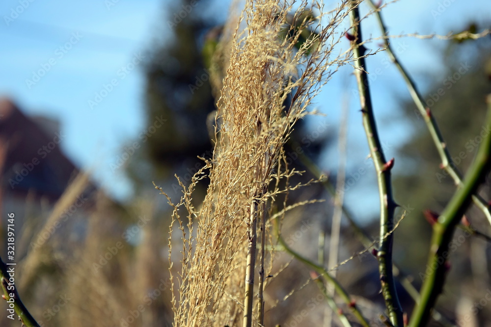 Fototapeta premium Trawa