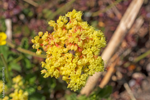 Marumleaf Buckwheat wildlfower in Bloom in the Mountains photo