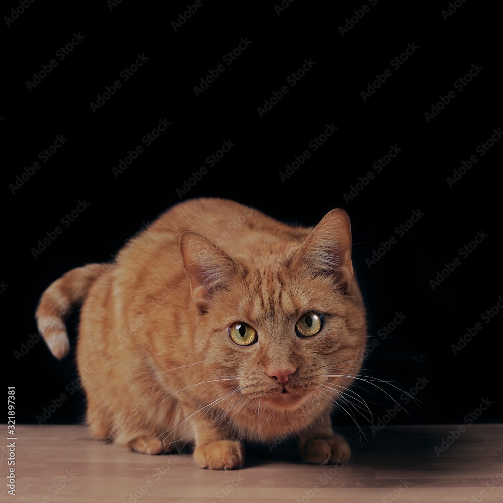 Cute ginger cat on the table looking curious to the camera. Square image with copy space.