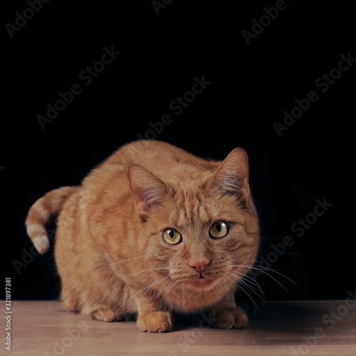 Cute ginger cat on the table looking curious to the camera. Square image with copy space.