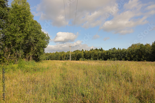 A power line pole in a field of grass near the edge of the forest