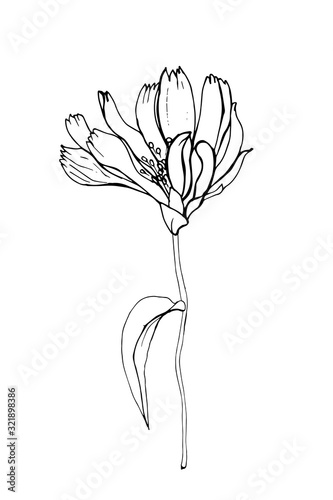Contour flower chicory  branch and leaf. Isolated on white background. Hand drawn. Doodle style. For floral design  greeting card  invitations  coloring book. Vector stock illustration.