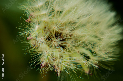 dandelion on black background