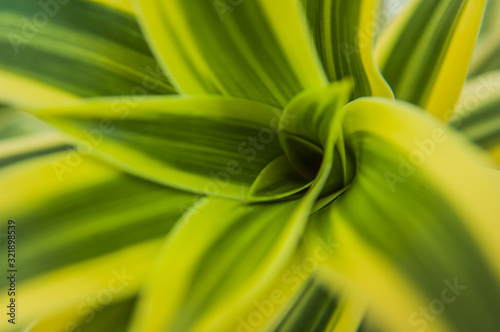 FLOWER GREEN PATTERN