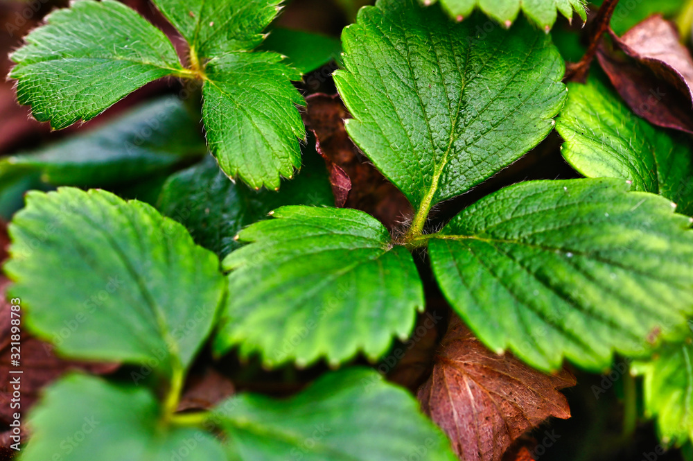The first leaves of a strawberry plant (Fragaria), which can already be discovered in Germany in winter due to the higher temperatures of climate change. The first leaves of a strawberry plant (Fragaria), which can already be discovered in Germany in winter due to the higher temperatures of climate change.