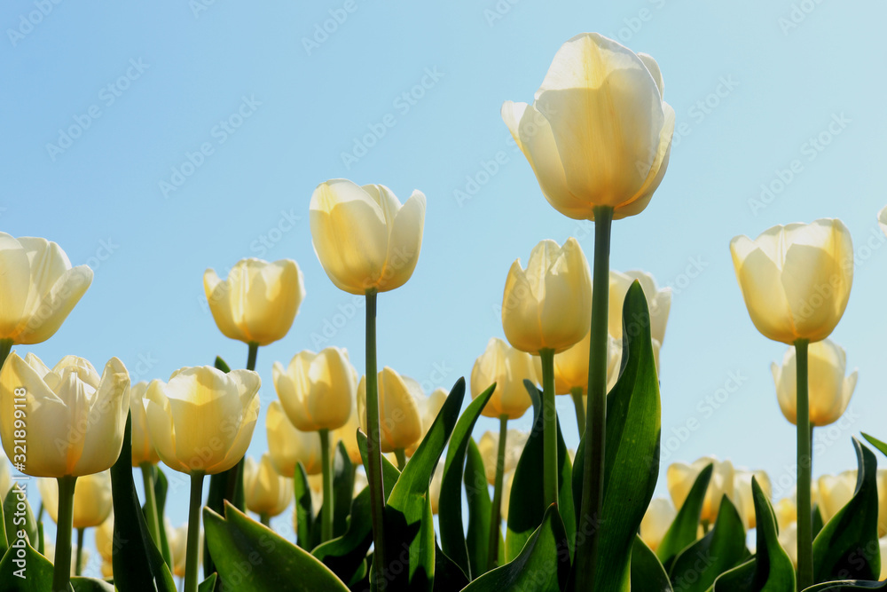 Obraz premium Tulips in a field