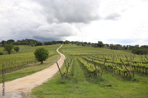 Italian vineyard and landscape with road Scenic Landscape Arnaldo Caprai Winery Montefalco, Italy