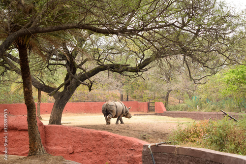 The Indian rhinoceros (Rhinoceros unicorns), also called the greater one-horned rhinoceros and great Indian rhinoceros inside zoo park.