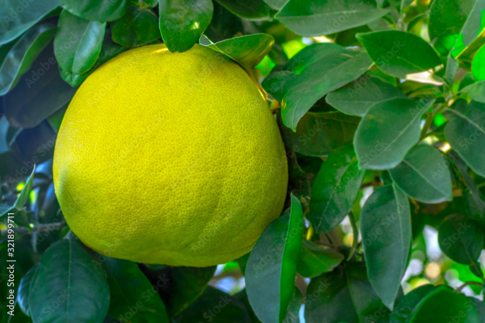 Yellow pomelo surrounded by green leaves hanging on a tree branch. Yellow pomelo surrounded by green leaves hanging on a tree branch.