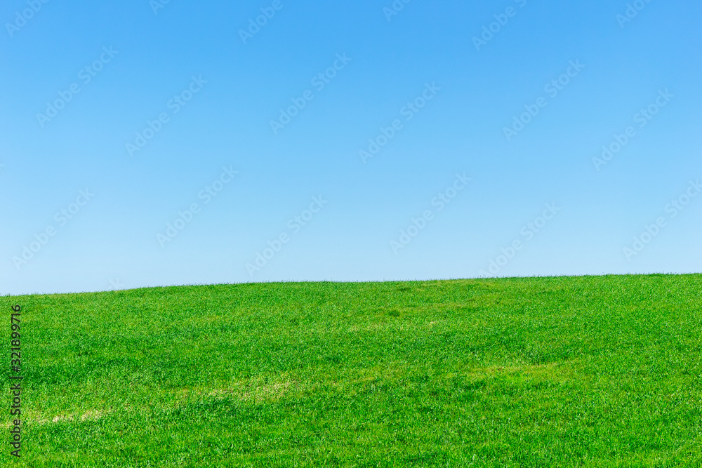 Pasturage with green juicy grass on blue sky background.