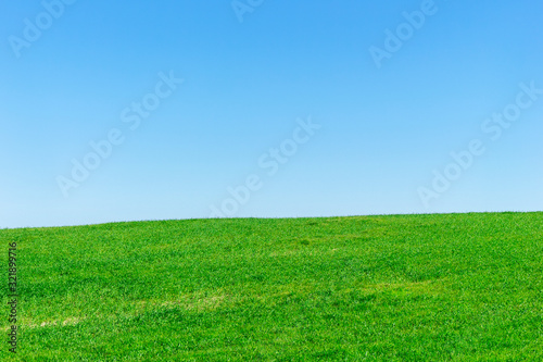 Pasturage with green juicy grass on blue sky background.