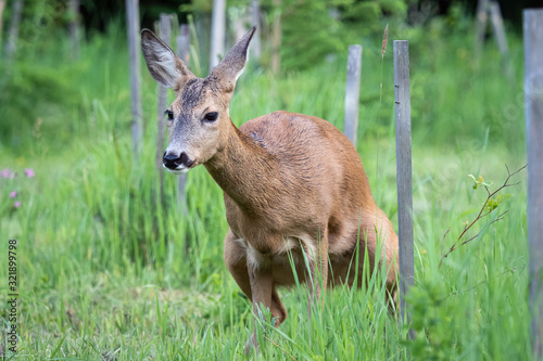 Wallpaper Mural Roe deer pee in grass, Capreolus capreolus. Wild roe deer in nature. Torontodigital.ca