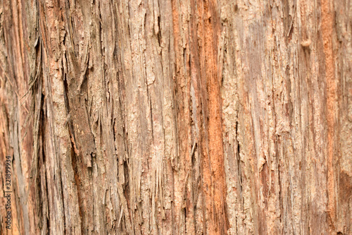 Natural Tree Bark Peeled Texture Background Image