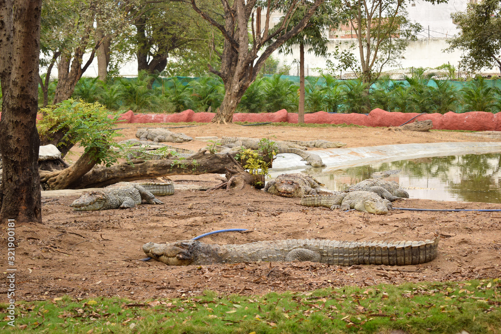Obraz premium Crocodiles gathered for feeding, they are waiting for food. Crocodiles in the pond and go on land. Crocodile farm. Cultivation of crocodiles. Crocodile sharp teeth.