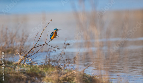 Common Kingfisher[Alcedo atthis]  waiting for a meal near pond photo