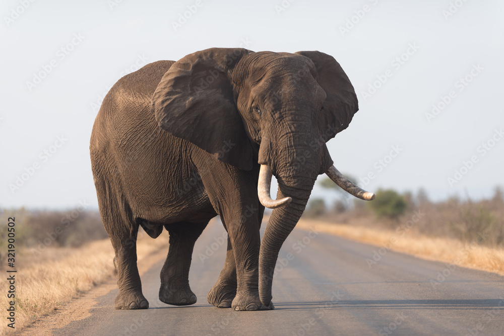 Fototapeta Słoń na pustyni, słoń afrykański na pustyni