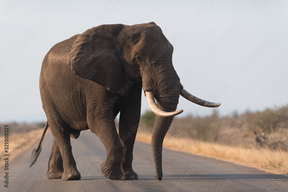 Fototapeta Elephant in the wilderness, African Elephant in the wilderness