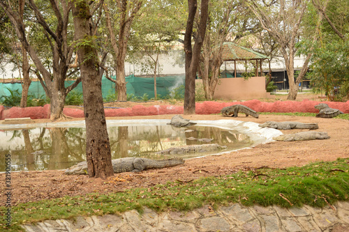Crocodiles gathered for feeding, they are waiting for food. Crocodiles in the pond and go on land. Crocodile farm. Cultivation of crocodiles. Crocodile sharp teeth.