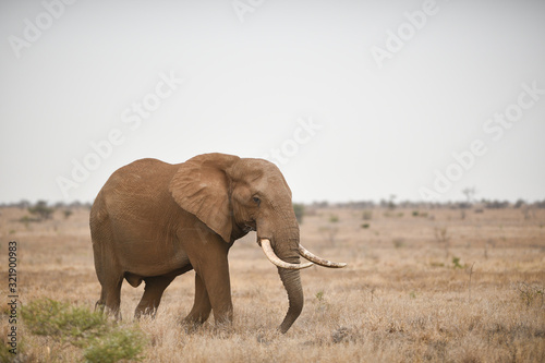 Elephant in the wilderness  African Elephant in the wilderness