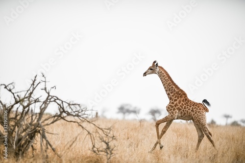 Photography Young giraffe walking on the field