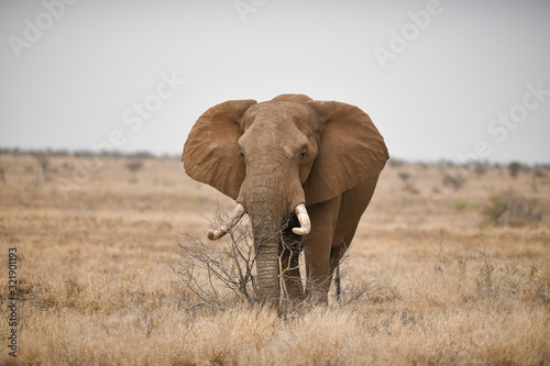 Elephant in the wilderness, African Elephant in the wilderness © Ozkan Ozmen
