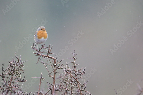 Larrabetzu, Bizkaia/Spain; Feb. 09, 2020. Rainny day in the field. European robin (Erithacus rubecola) in a blackthorn (Prunus spinosa) bush in winter. photo