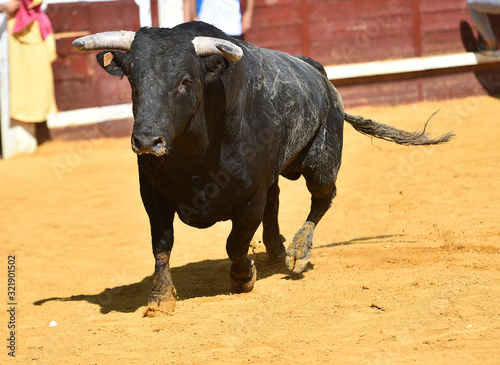 toro español con grandes cuernos