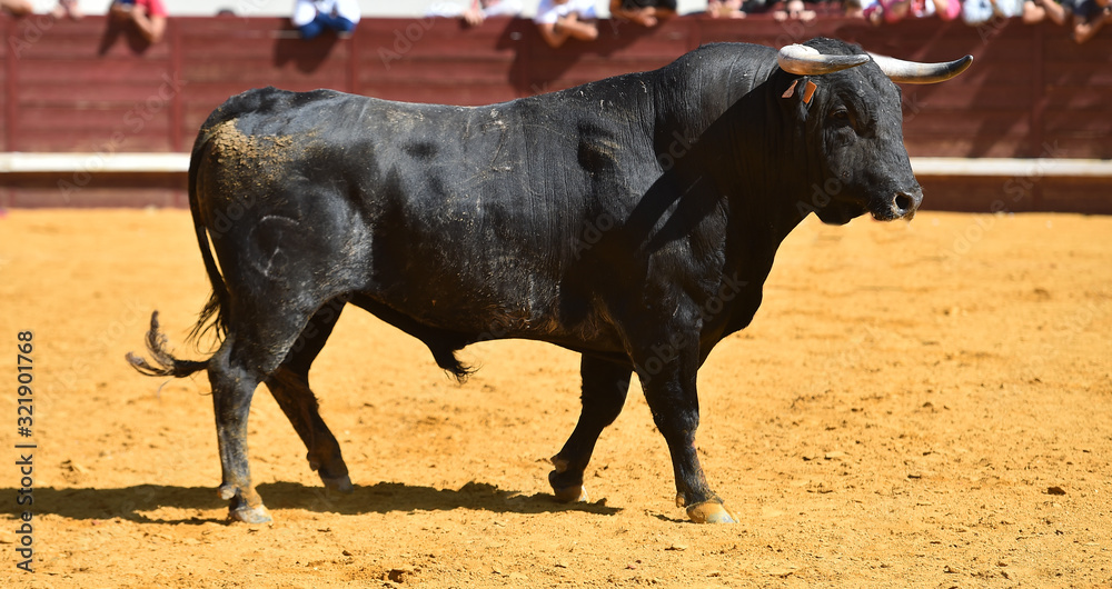 toro español con grandes cuernos toro español con grandes cuernos